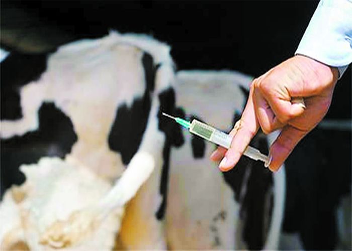 दुधारू पशु टीकाकरण