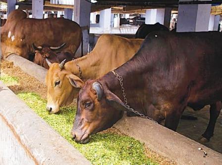 पशुओं को दें संतुलित पशु आहार और बढ़ाये दूध उत्पादन