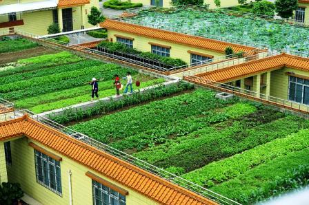 घरबाड़ी और छत पर सब्जी उत्पादन के लिए 50 प्रतिशत अनुदान पर