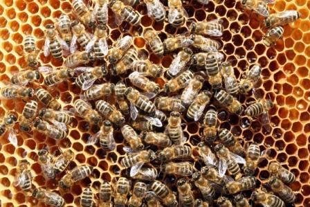 मधुमक्खी पालन को अतरिक्त आय का मध्यम बनायें किसान, जानें सम्पुर्ण जानकारी