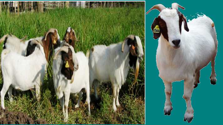 SAOUTH AFRICAN BOER GOAT