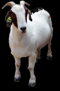 SAOUTH AFRICAN BOER GOAT