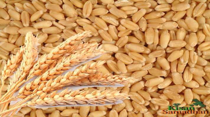farmers get their money after selling wheat