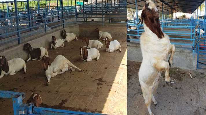 Goat Farming Boer Goat Training