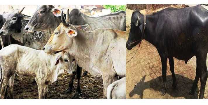 Amber or Belly Disease in cow and Buffalo