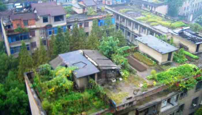 Roof Top Gardning Subsidy Urban