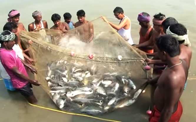 Fish Jeera Production Subsidy