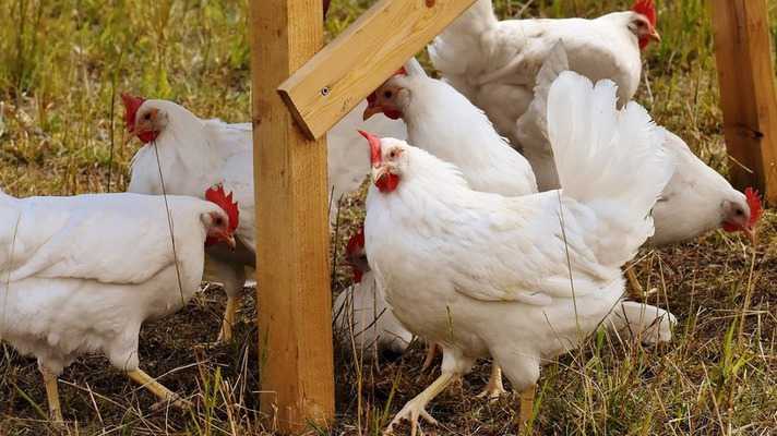 poultry farm subsidy bihar yojna