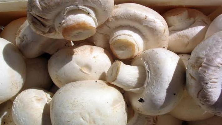 mushroom training ke liye avedan kare
