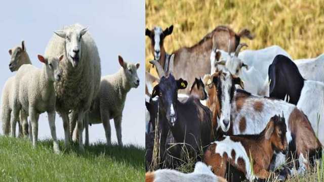 bakri bhed palan ke liye anudan up avedan bakri bhed palan ke liye anudan up avedan