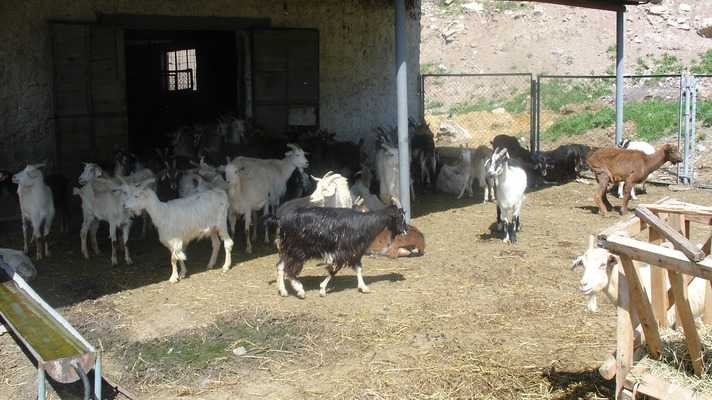 बकरी पालन योजना हेतु लोन एवं सब्सिडी लेने के लिए ऐसे बनायें 100 बकरी तथा 5 बकरे के लिए प्रोजेक्ट