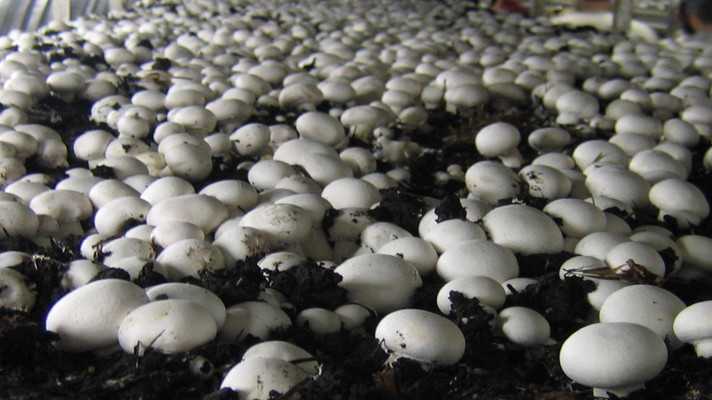 mushroom utpadan bihar hindi