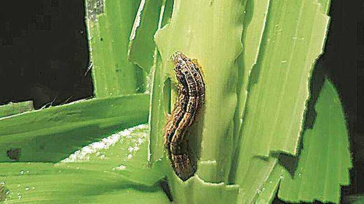 fall army worm keet niyantran dawa subsidy