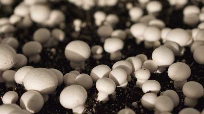 mushroom traning program panjikaran