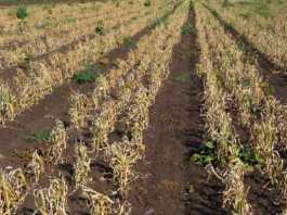 crop damage compensation eligibility