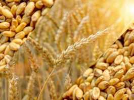 kisan wheat registration up