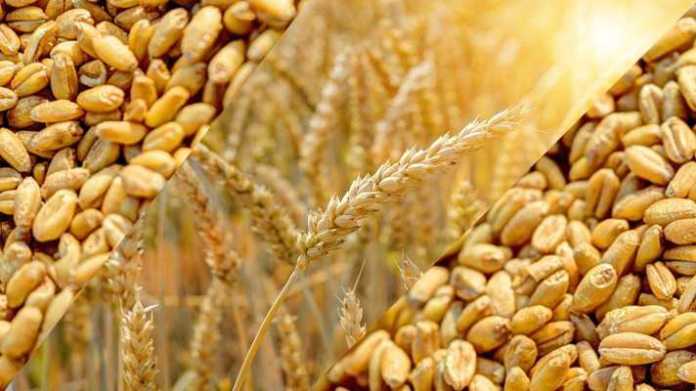 kisan wheat registration up