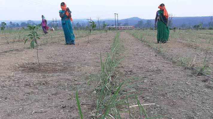 फसलों के बीच लेमन ग्रास की खेती कर किसान कर रहे हैं लाखों रुपये की अतिरक्त आमदनी