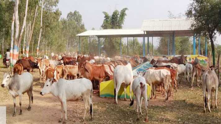 290 लाख गाय एवं भैंस वंशीय पशुओं को लगाया जाएगा टीका