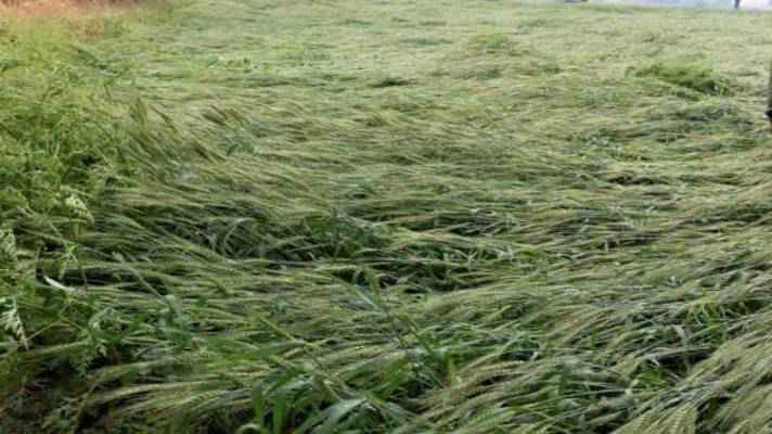 18 लाख से अधिक किसानों को दिया गया बेमौसम बारिश एवं ओलावृष्टि से फसल नुकसानी का मुआवजा