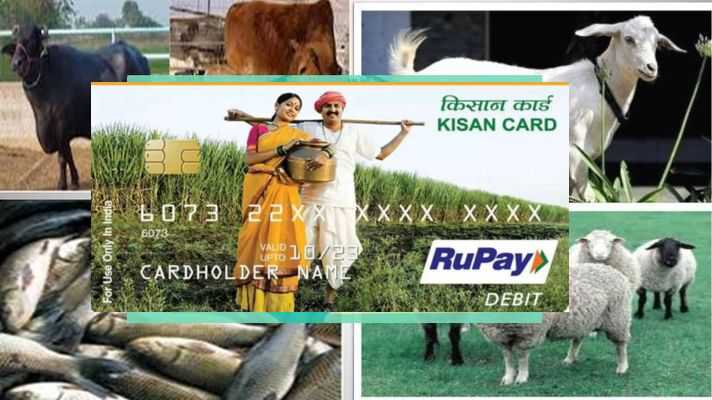 31 जुलाई तक राज्य में एक लाख किसानों को दिए जाएंगे पशु किसान क्रेडिट कार्ड