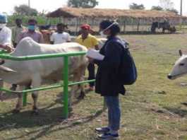 pashu tagging and mfd vaccination