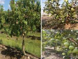 mango and guava farming on subsidy