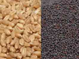 rabi seed variety distribution