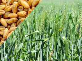 wheat farming and variety for unrrigated land