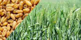 wheat farming and variety for unrrigated land