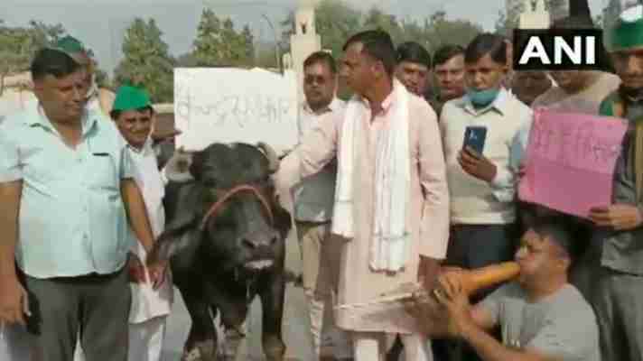 किसान आन्दोलन: किसानों ने भैंस के आगे बीन बजाकर किया विरोध प्रदर्शन