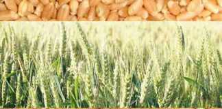 new wheat variety wh 1270