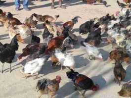 bird flu in india