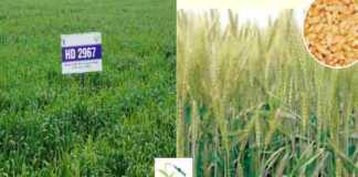 wheat variety hd 2967 anudan hindi