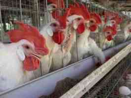 layer poultry farm anudan avedan