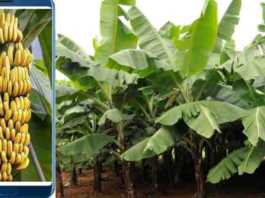 banana production technology app