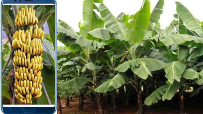 banana production technology app
