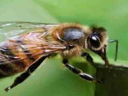 honey bee sting home remedies