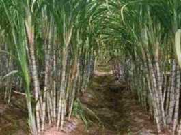 sugarcane crop work