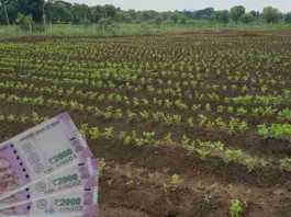 crop loan 2021 raj