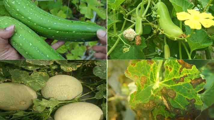 अभी के मौसम में इन सब्जियों में लग रहा है गमी स्टेम ब्लाइट रोग, किसान इस तरह करें उपचार