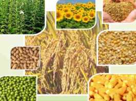input subsidy on this kharif crops