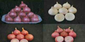 onion variety for kharif & rabi