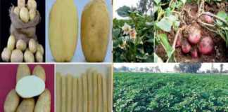 potato variety 2021