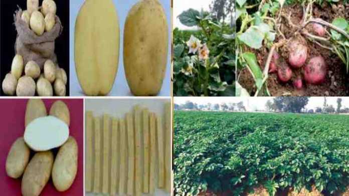 potato variety 2021