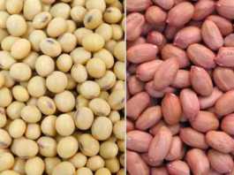 soybean and mungfali seeds for sowing