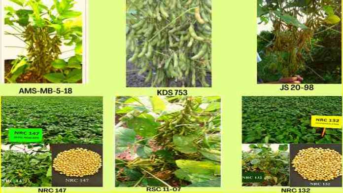 soybean newly develop variety