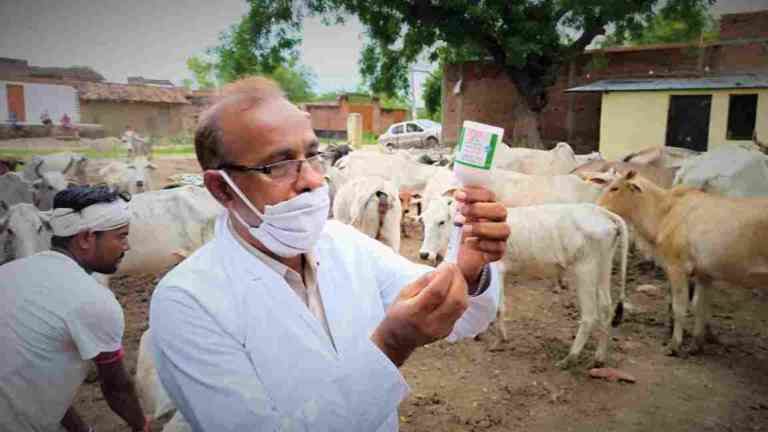 17.14 लाख पशुओं को लगाया गया गलघोटू एवं एकटंगिया रोग से बचाने के लिए मुफ्त टीका