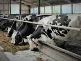 dairy farm anudan application