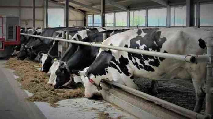 dairy farm anudan application